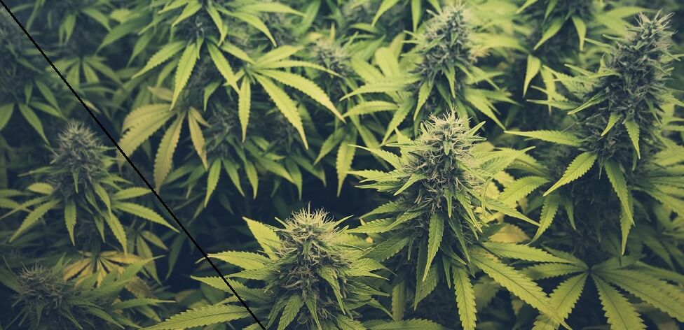 cannabis bud marijuana plants