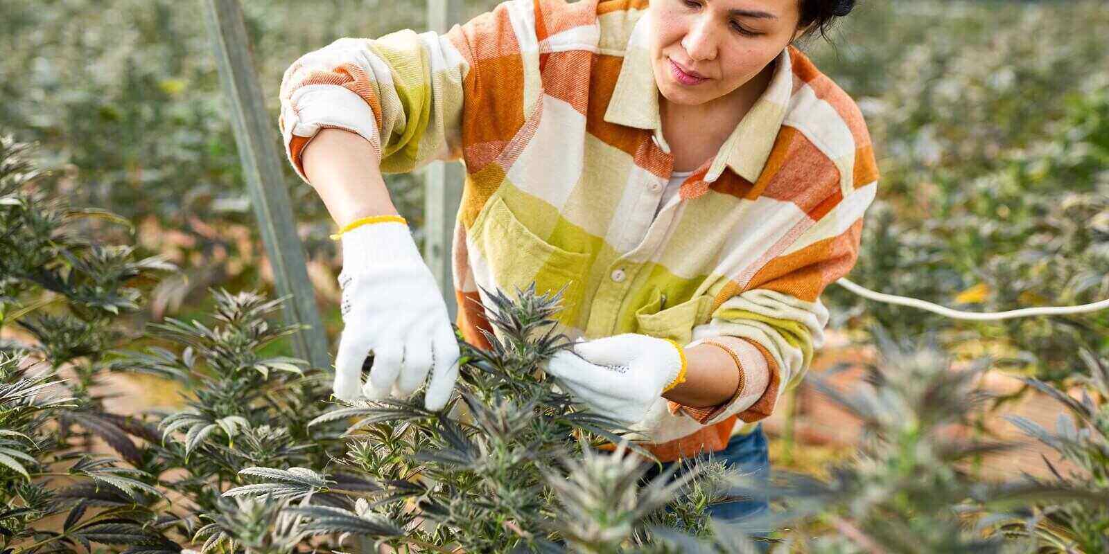 female worker caring for cannabis plant in a greenhouse