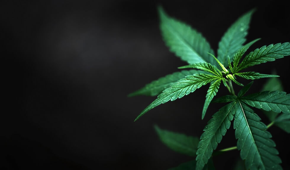 marijuana leaves in Massachusetts