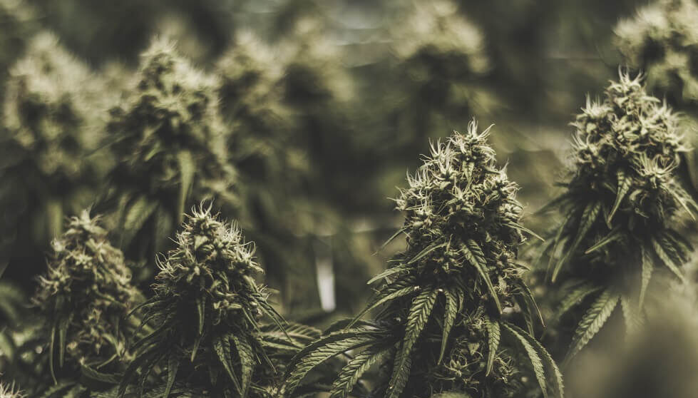 large isolated indoor medical marijuana bud background