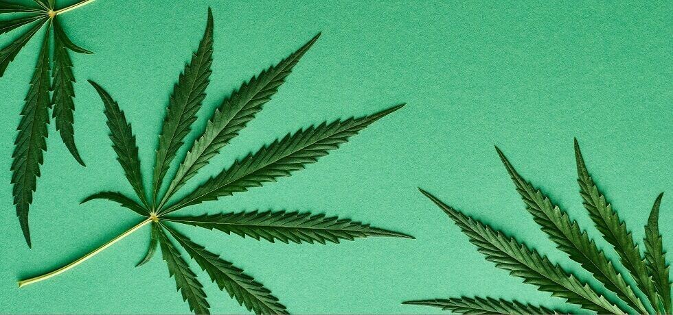 marijuana on green background