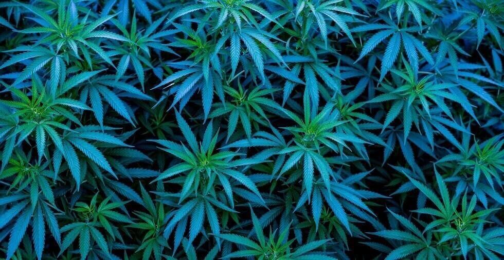 blue cannabis strains background marijuana blue dream
