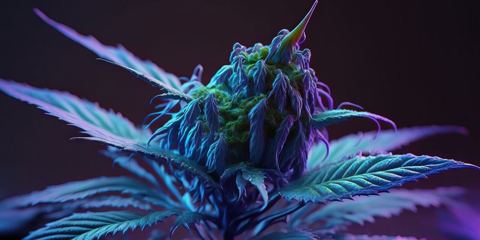 blue dream cannabis type is a purple marijuana plant bud