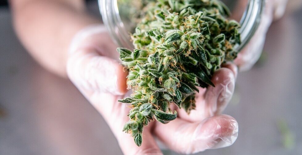 marijuana buds storage in the glass jar in Boston, MA