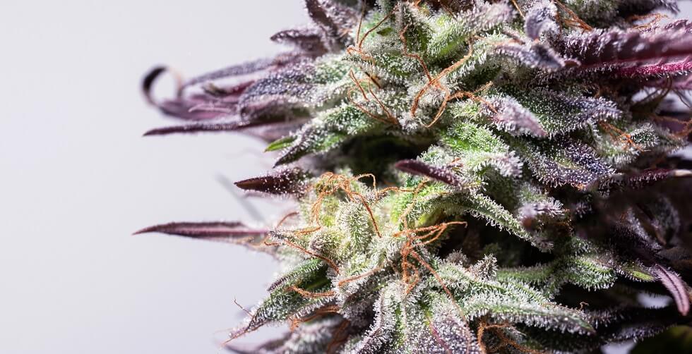 blueberry marijuana strain with close up of trichomes