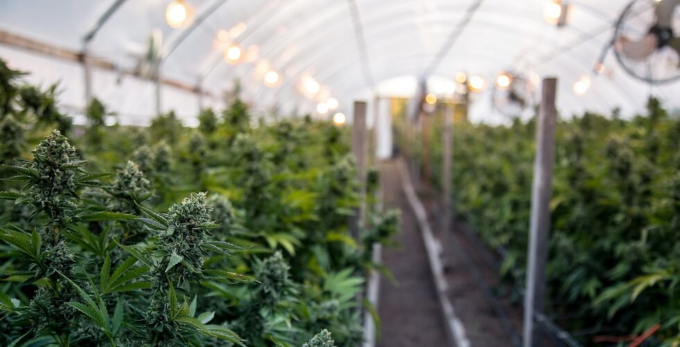 Boston, MA marijuana farm industry