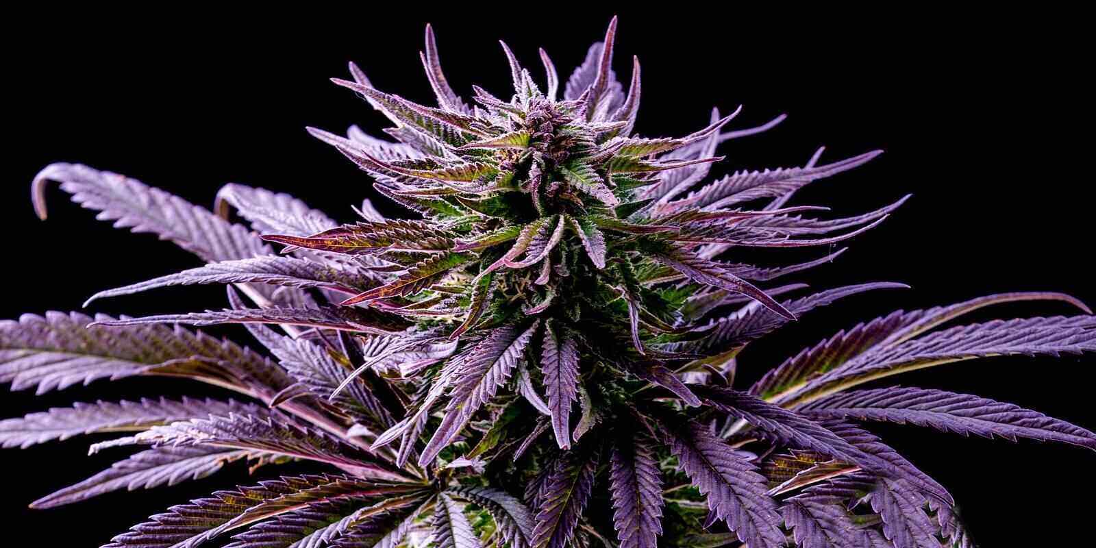 Boston, MA purple Blueberry Cannabis Strain marijuana leaf