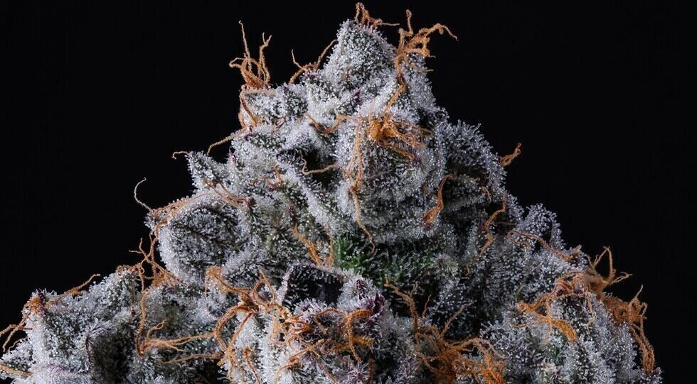 Gary Payton weed strain flower macro close up