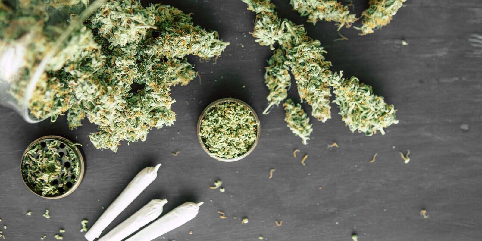 rolled joint with marijuana against the background of fresh weed from Boston dispensary