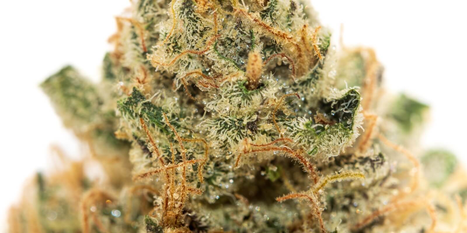 close up of Wedding Cake cannabis trichomes from Boston Dispensary