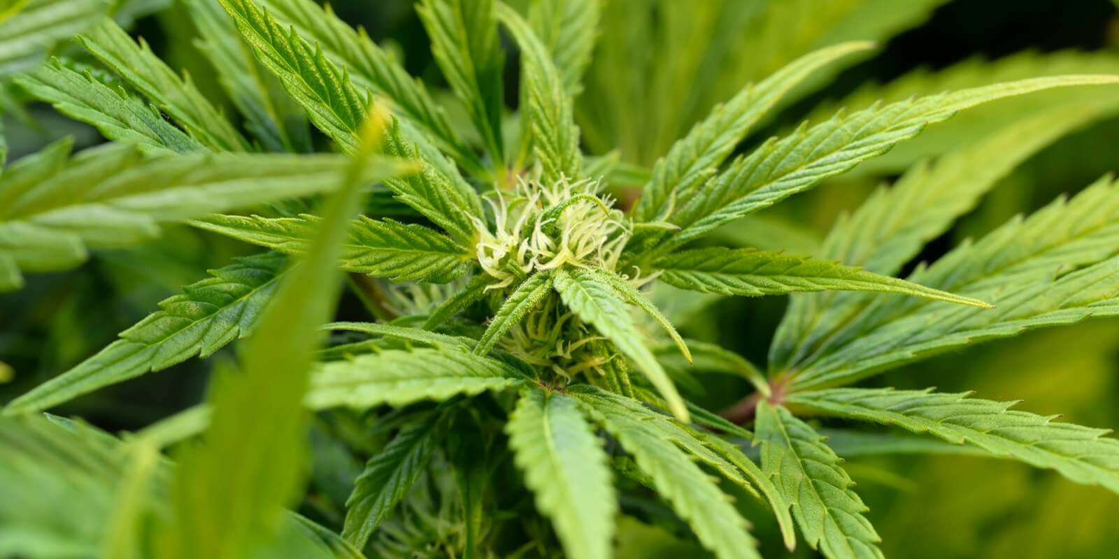detail of a northern light cannabis strain flowering