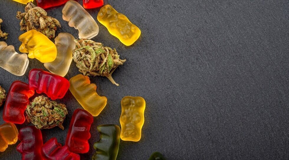 thc infused gummies and edible pot concept theme with close up on colorful gummy bears and weed buds on dark background
