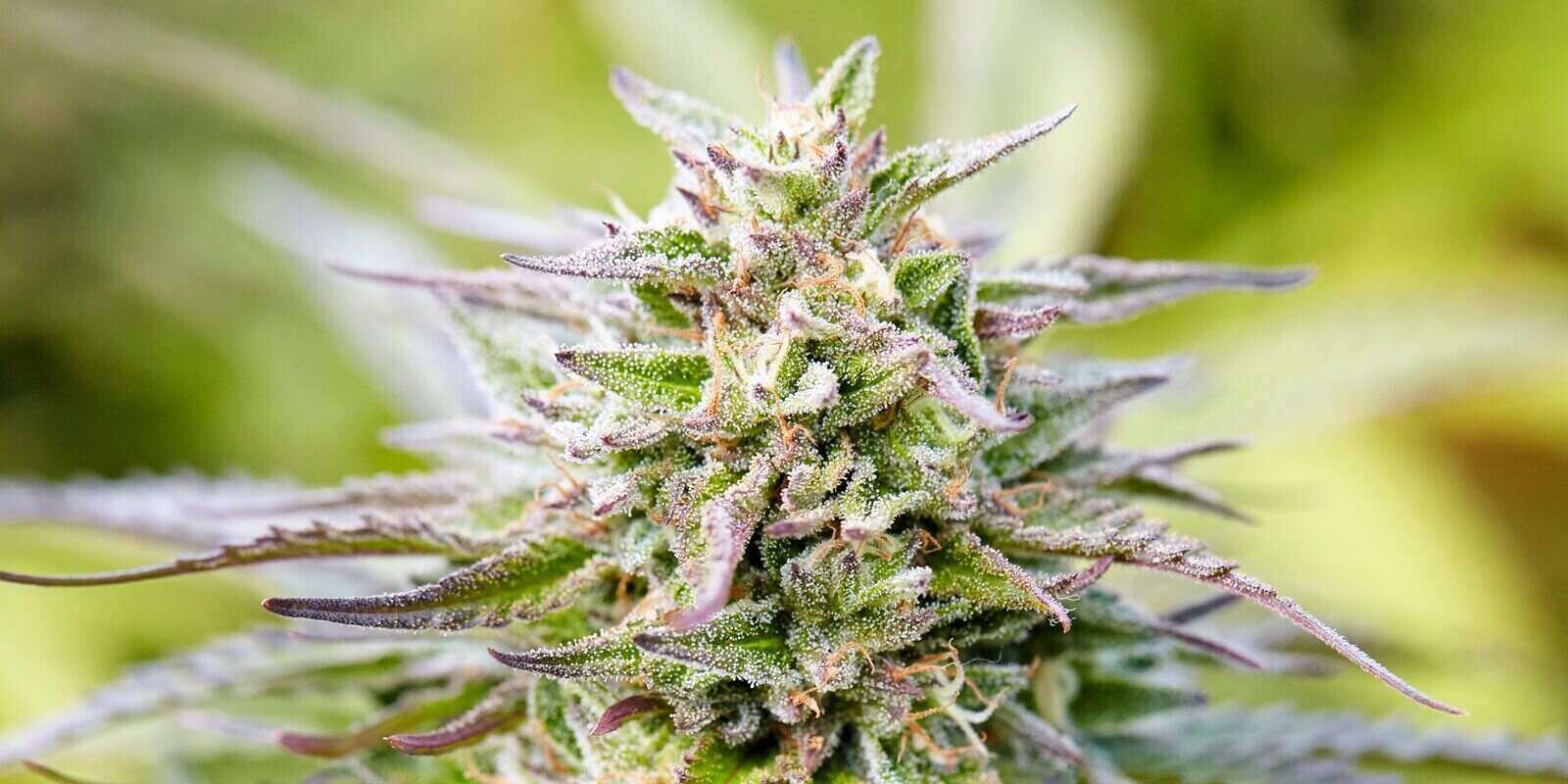 close up of flowering cola of Cherry Pie cannabis strain