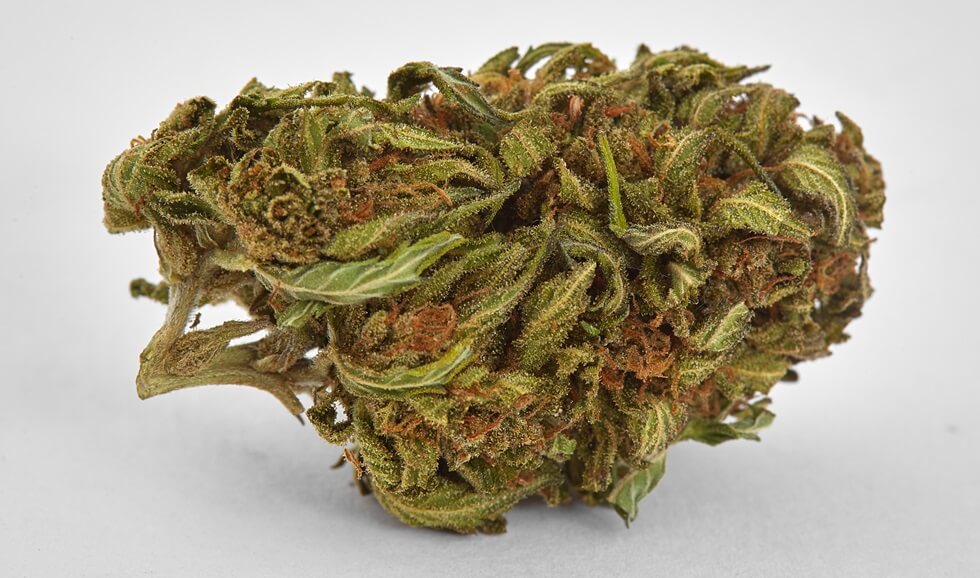 close up of prescription medical marijuana strain flower Cherry Pie on white background