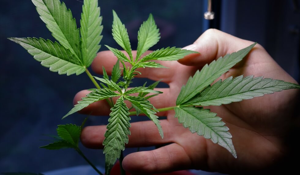 Boston man's hand touching a young marijuana plant with a table lamp 