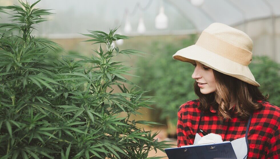 female farmer holding a folder in her hand To store the data of the plant for Boston dispensary