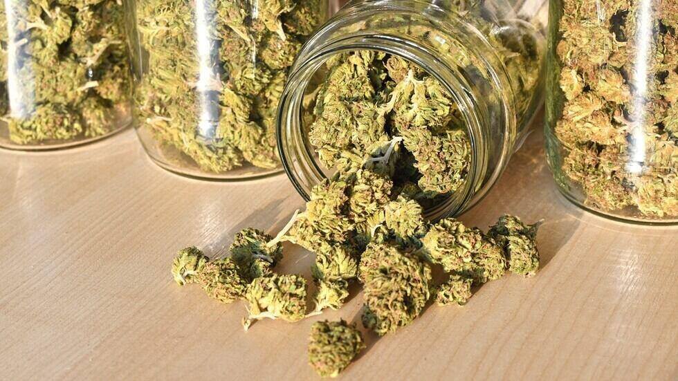 dry and trimmed cannabis buds stored in a glas jars