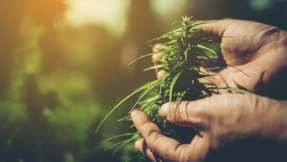 hand of farmer holding cannabis at farm