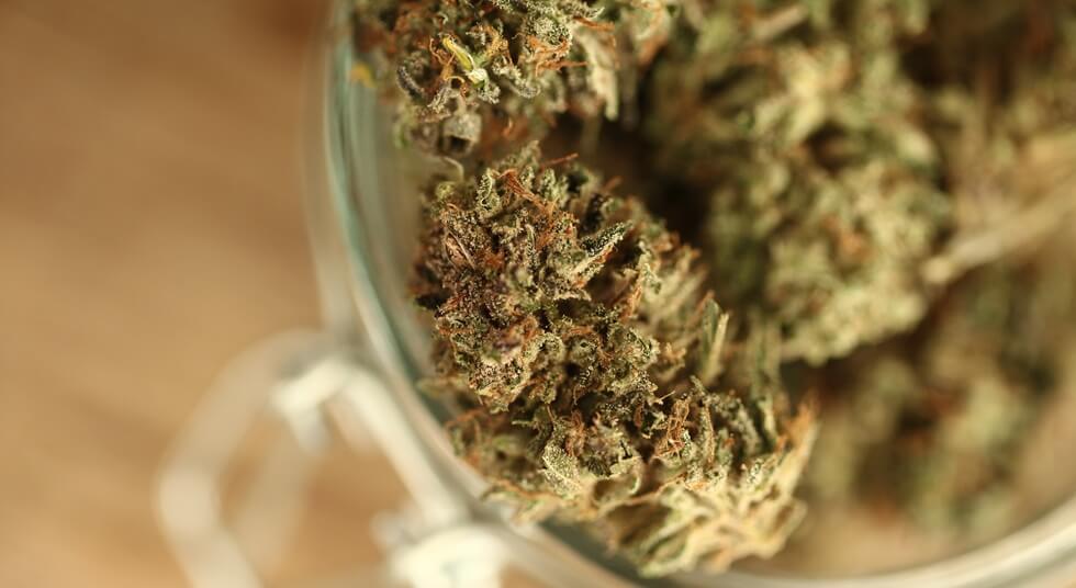 snowball cannabis strain in cannabis marijuana in a glass jar