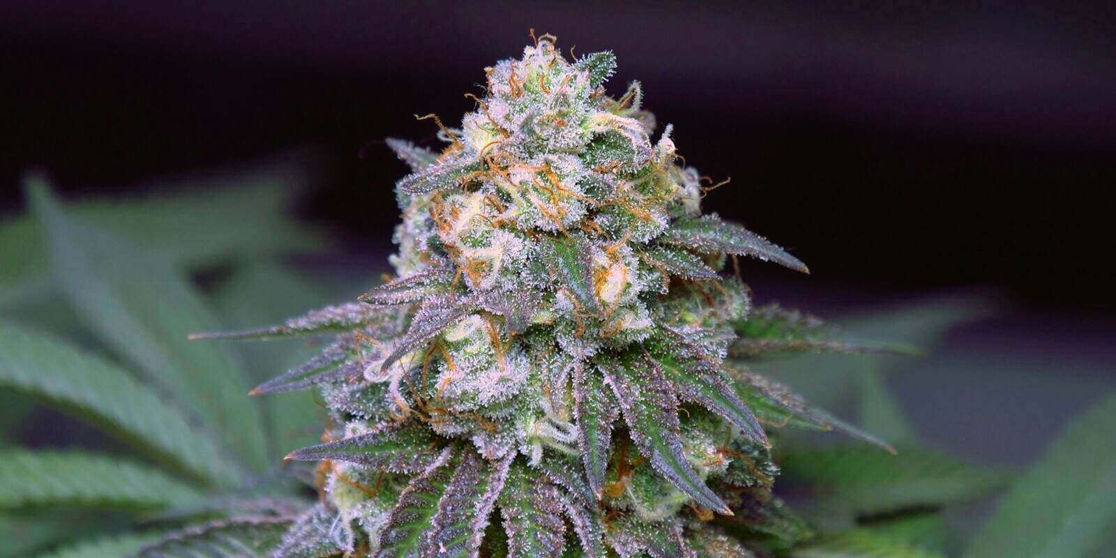 Cherry Pie cannabis strain