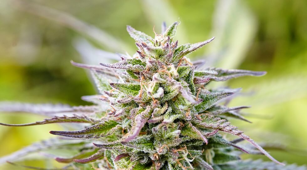 close up of flowering cola of Cherry Pie cannabis strain