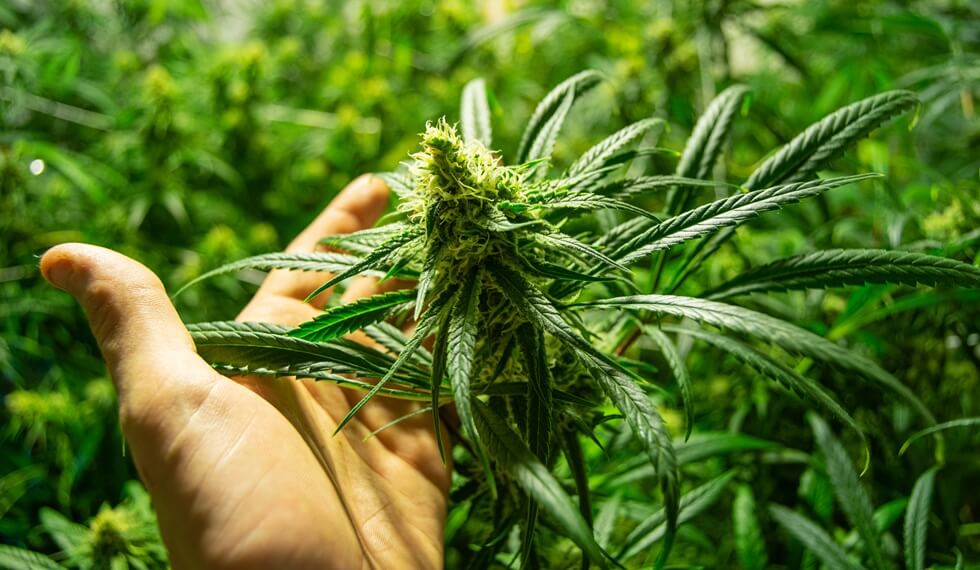 hand of young man holding cannabis at medical marijuana farm