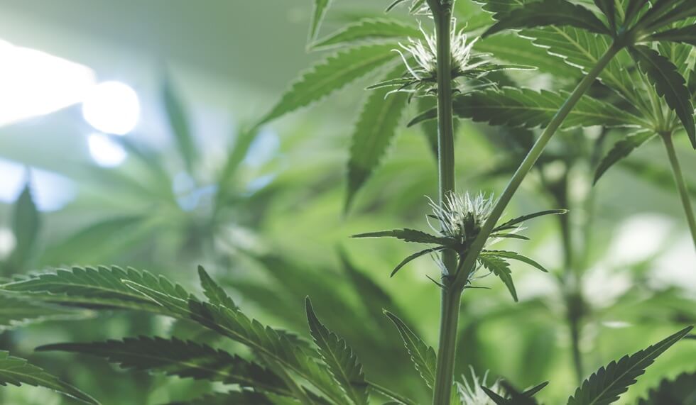 up close view of a young indoor flowering legal medical marijuana cannabis bud