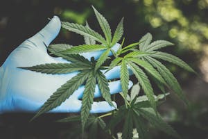 Person Holding Green Cannabis Leaves