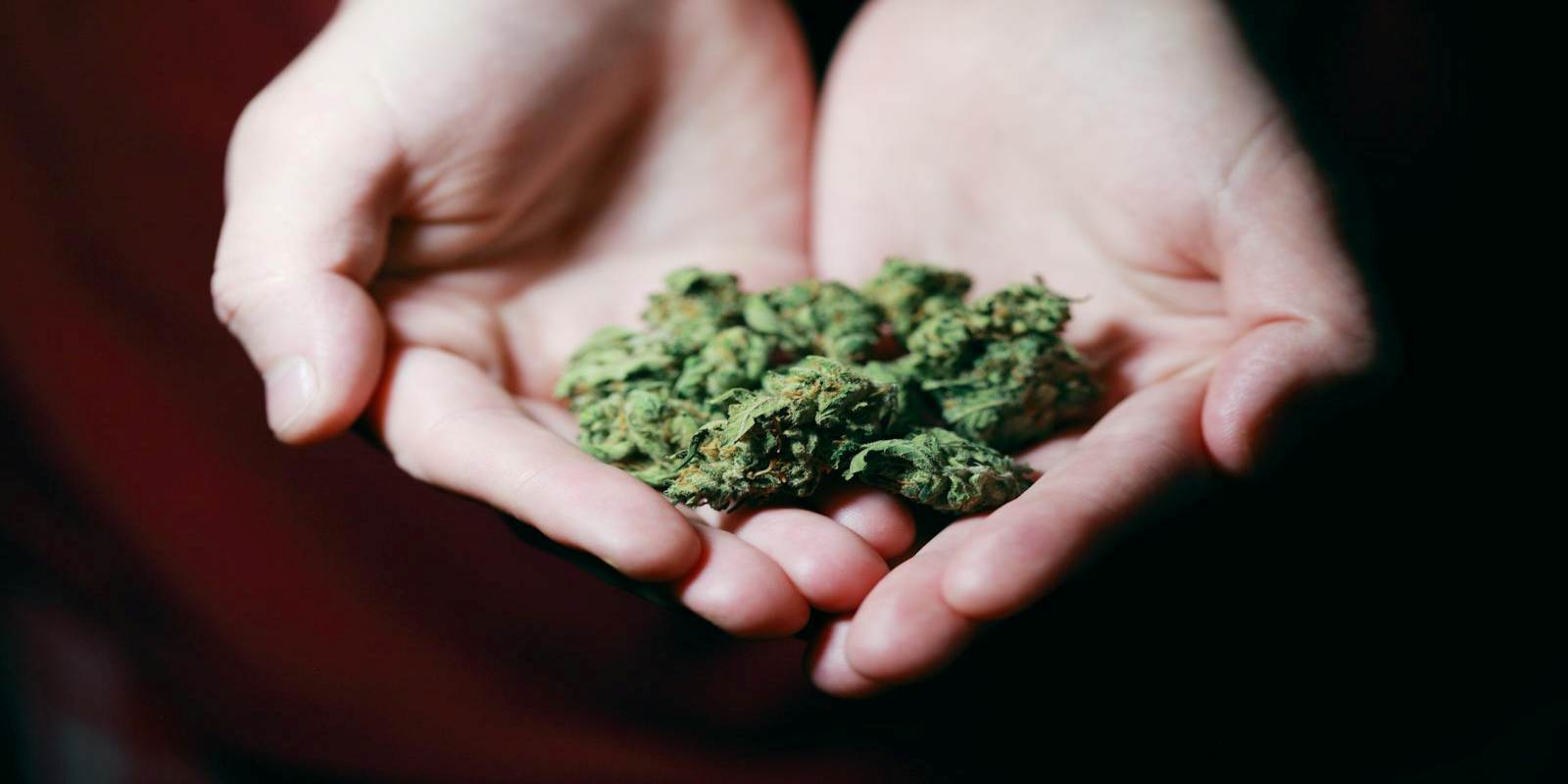 Person Holding high percentage THC cannabis strain