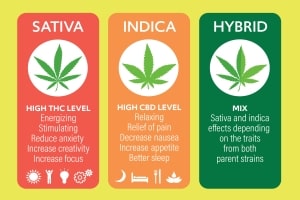 Sativa Indica Hybrid Strains Information