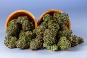 Cannabis Buds in clay pots from Boston dispensary