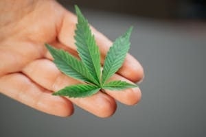 Person Holding Terpenes Leavs in Hand