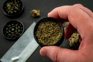 Hand Holding Grinded Cannabis Bud Container