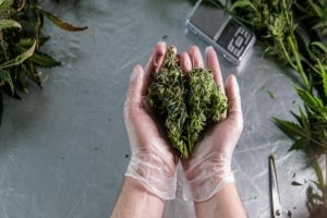 Hands in Transparent Gloves Holding Cannabis Buds