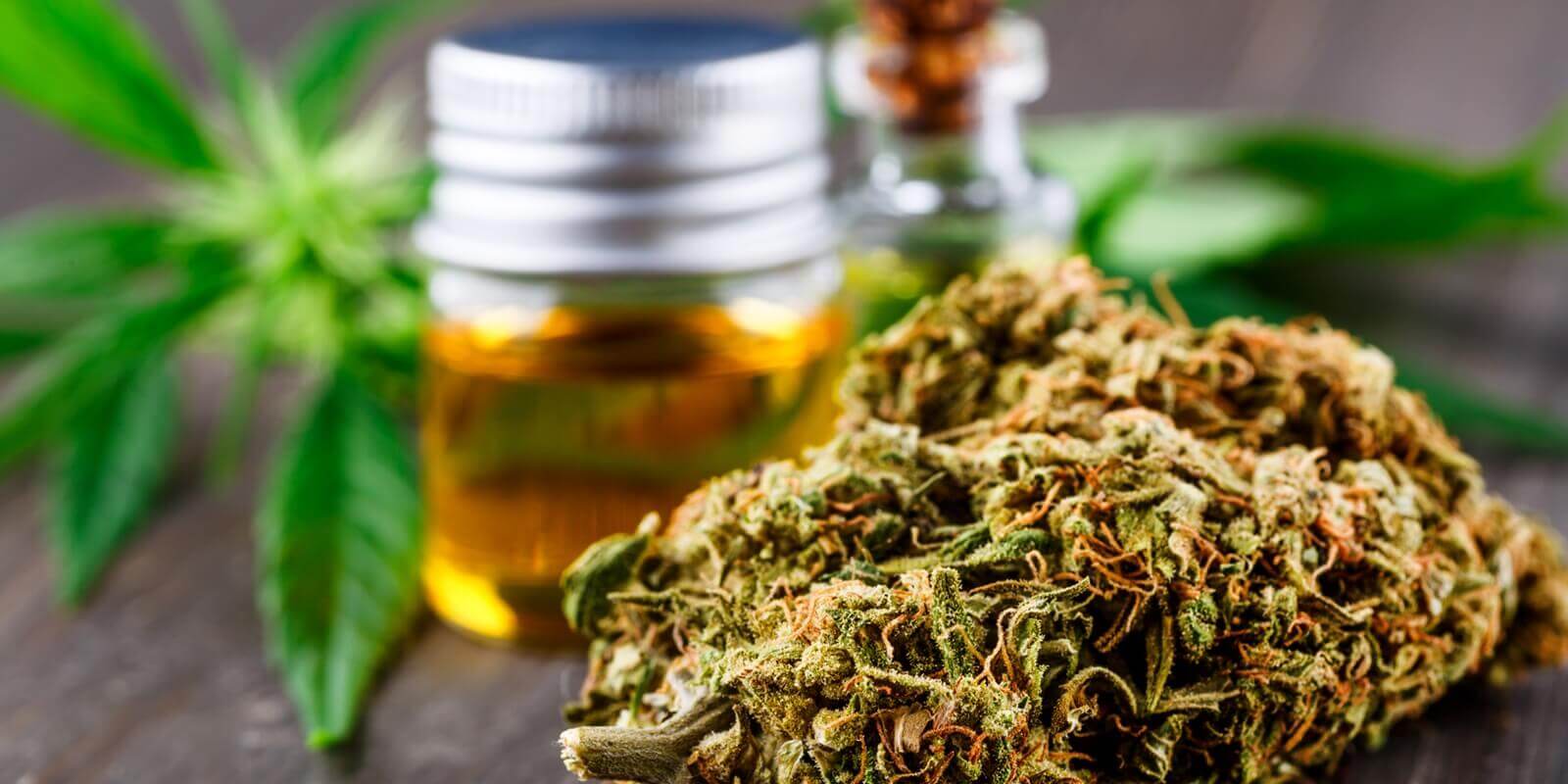 green leaves of medicinal cannabis with extract oil